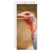 Turkey rack cards by GPArkive Turkey rack cards