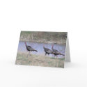 Turkey Trio By Water cards