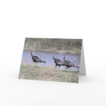 Turkey Trio By Water cards
