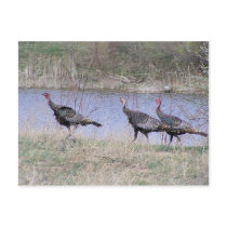 Turkey Trio By Water postcards