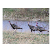 Turkey Trio By Water posters