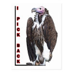 Turkey Vulture I Pick Back Posterized Photo Post Card
