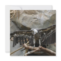 Turkey Vulture  Invitations