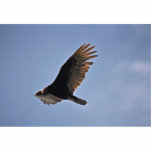 Turkey Vulture