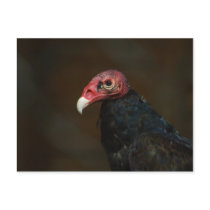 Turkey Vulture postcards by EMangl Turkey Vulture postcards