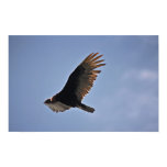 Turkey Vulture
