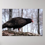 Turkey vulture poster