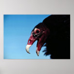 Turkey vulture print