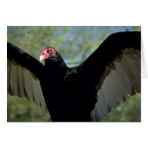 Turkey vulture spreading large wings greeting cards