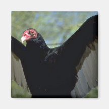 Turkey vulture spreading large wings magnet