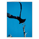 Turkey vulture taking off card