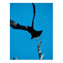 Turkey vulture taking off post cards
