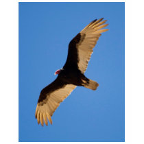 Turkey Vulture t-shirts