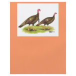 Turkey:  Wild Bronze flyers