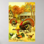 Turkeys and chickens posters