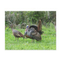 Turkeys at West Lake Toho postcards