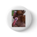turkeys buttons by amjon1 turkeys buttons