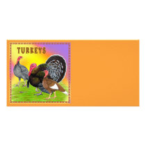 Turkeys:  Colorful Thanksgiving! photo cards