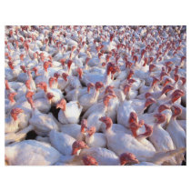 Turkeys Flyer