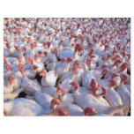 Turkeys Flyer