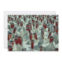 Turkeys in farm yard, Quebec, Canada Custom Invitations
