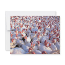 Turkeys invitations by GPArkive Turkeys invitations