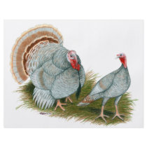 Turkeys:  Lilac flyers