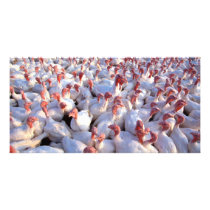 Turkeys Photo Cards