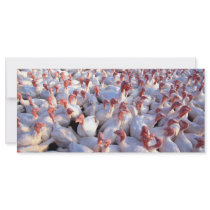 Turkeys rack cards by GPArkive Turkeys rack cards
