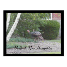 Turkies salvaje en postal de Bedford, New Hampshir