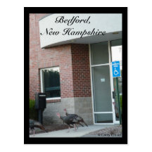 Turkies salvaje en postal de Bedford, New Hampshir