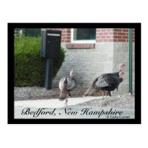 Turkies salvaje en postal de Bedford, New Hampshir