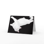 Turkish Angora Cat Lounging Card