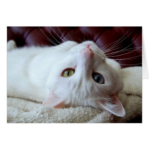Turkish Angora Cat Odd Eyes Card card