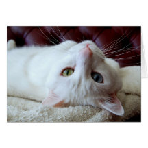 Turkish Angora Cat Odd Eyes Card
