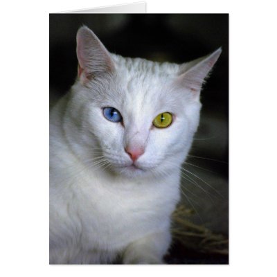 Turkish Angora Cat With Mismatched Eyes Cards by catherinesherman