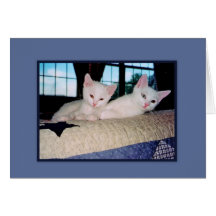 Turkish Angora Kittens Greeting Card