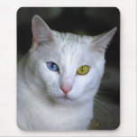 Turkish Angora Odd Eyes Mousepad