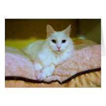 Turkish Angora Princess Cat Card