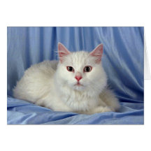 Turkish Angora, white Greeting Card