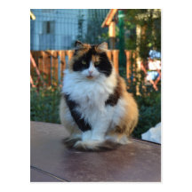Turkish Van Post Cards