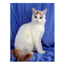 Turkish Van Postcard