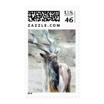 Turkmenian Markhor Postage Stamps