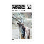 Turkmenian Markhor Postage Stamps