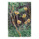 Turk's Cap Lily posters by Starcen Turk's Cap Lily posters