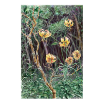 Turk's Cap Lily posters by Starcen Turk's Cap Lily posters