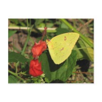 Turks Cap & Sulphur Postcard