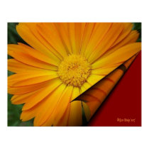 Turn Page Daisy posters