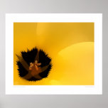 Turnera Detail - LARGE 27.6" x 23" Poster
