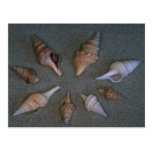 Turrids Shell Post Cards
